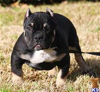 american pit bull puppy posted by Exotic Bully